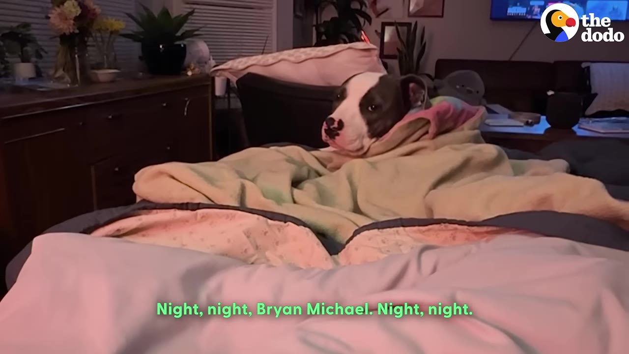 A gray and white dog tucked snugly under a pile of blankets in bed, looking directly at the camera.