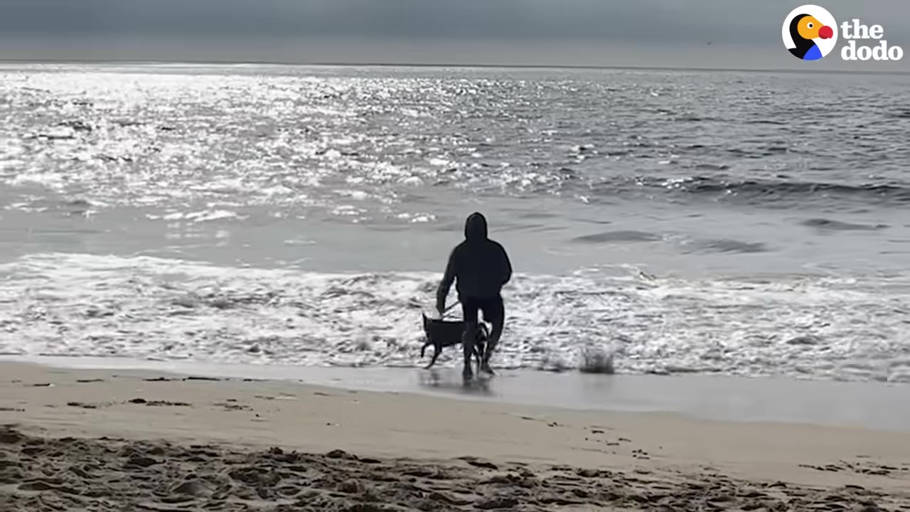 A person in a dark hoodie walks a dark dog on a leash into the ocean waves at a sandy beach.