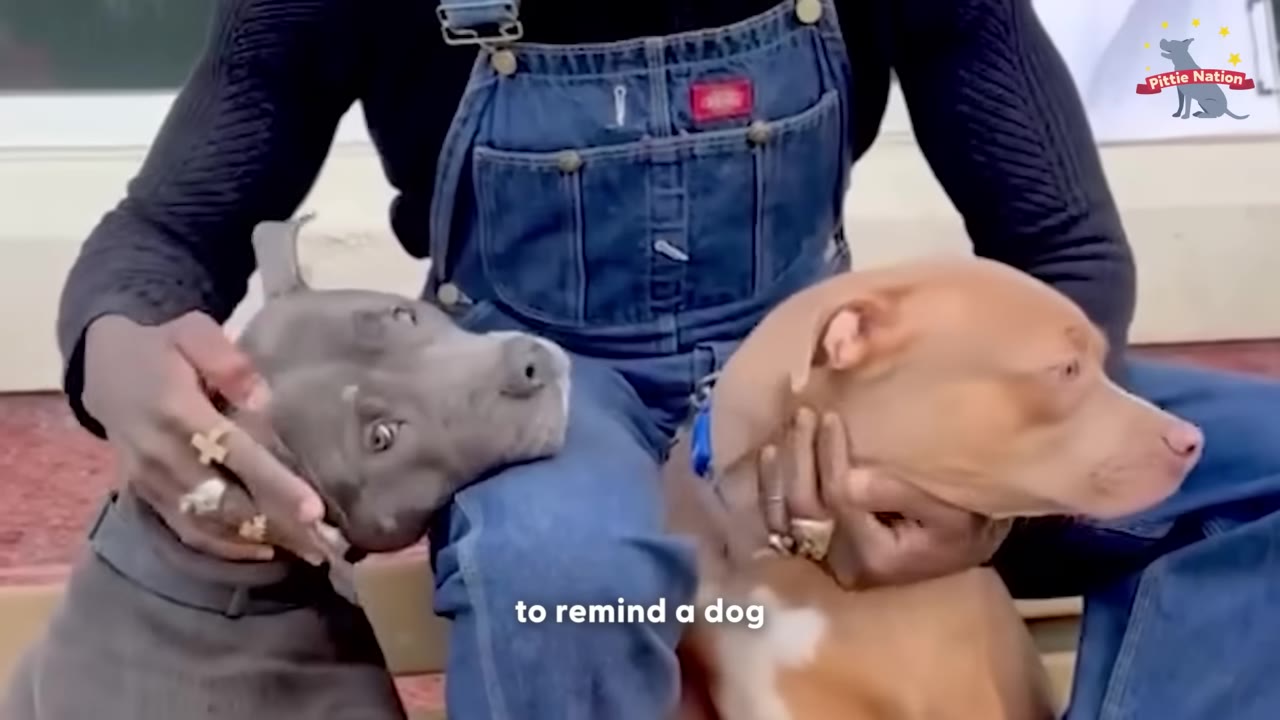 A person wearing denim overalls sits with a grey pit bull resting its head on their left knee and a tan pit bull cradled in their right arm.