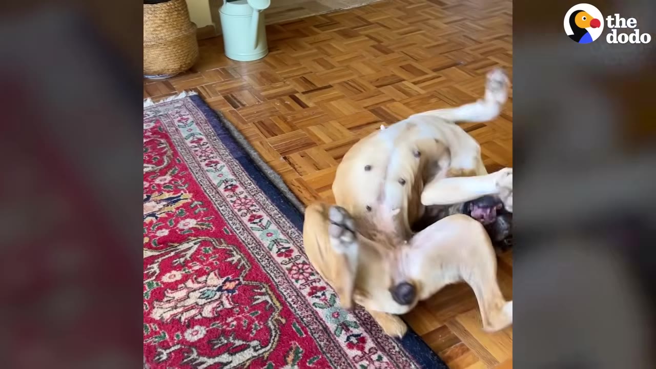 A light-colored dog happily rolls on its back on a wooden floor next to a red patterned rug.