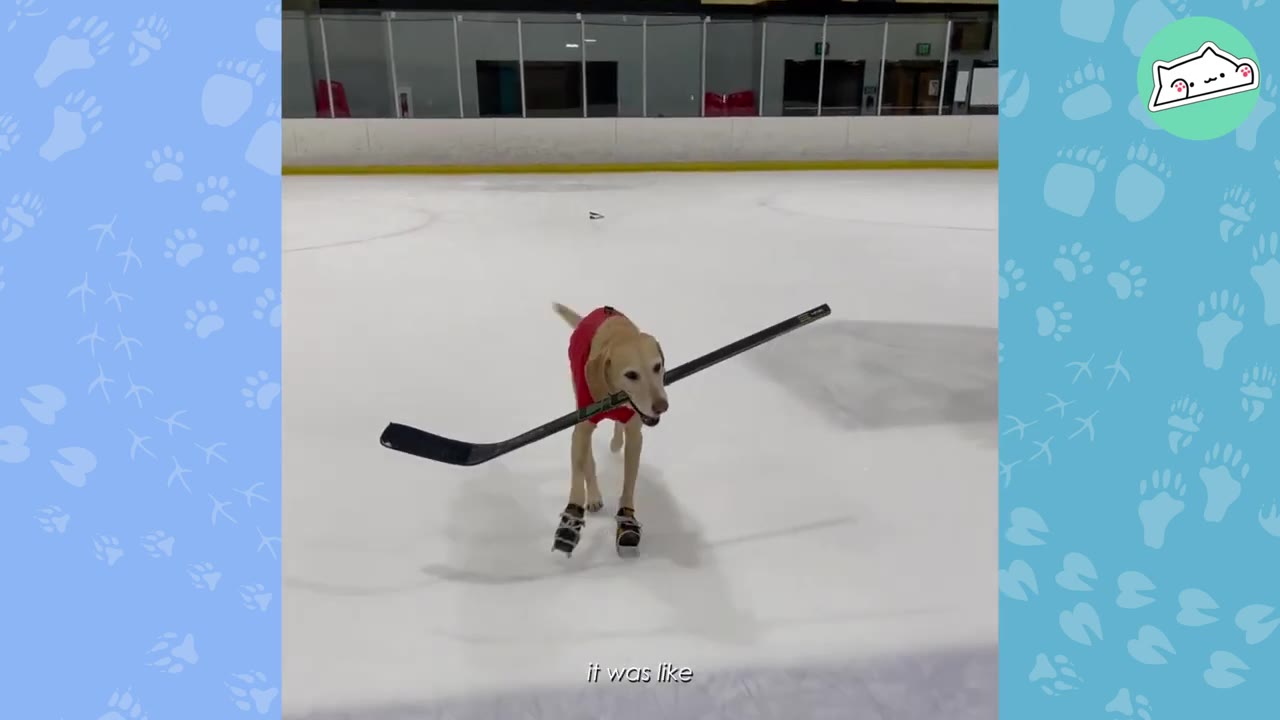 A yellow Labrador retriever wearing a red vest and custom ice skates glides across an ice rink while carrying a hockey stick in its mouth.