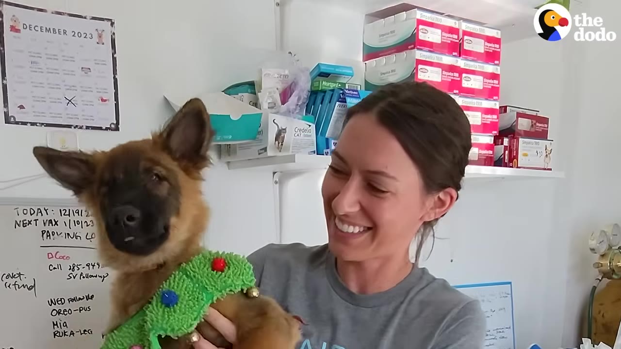 A smiling woman holding a fluffy brown puppy wearing a green holiday collar in an office setting.