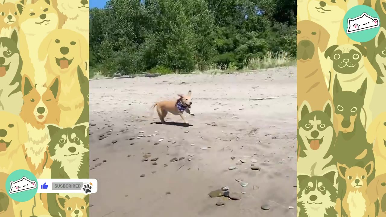 A light brown dog wearing a blue bandana runs happily across a wide sandy beach.