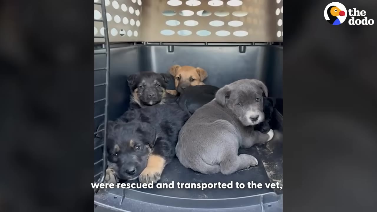 Several small puppies of different colors, including black, tan, and grey, sitting together inside a plastic pet transport crate.