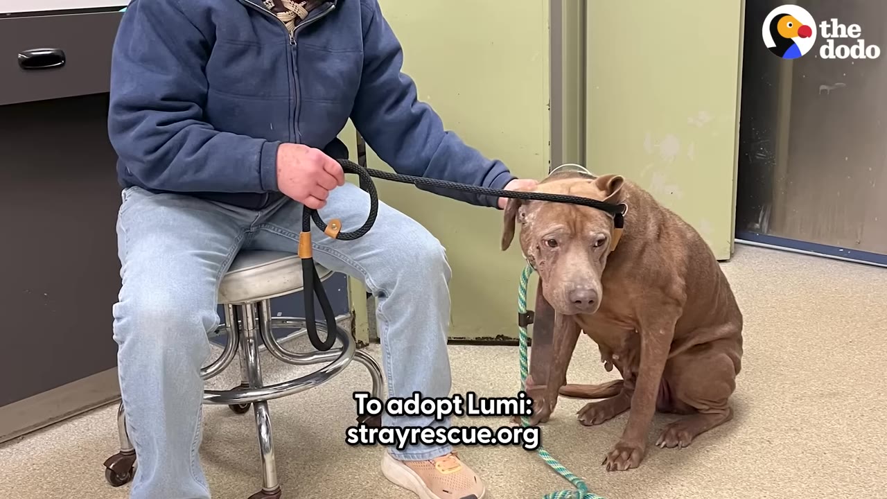 A brown dog sits on the floor next to a person on a stool who is holding a black leash looped around the dog's head.