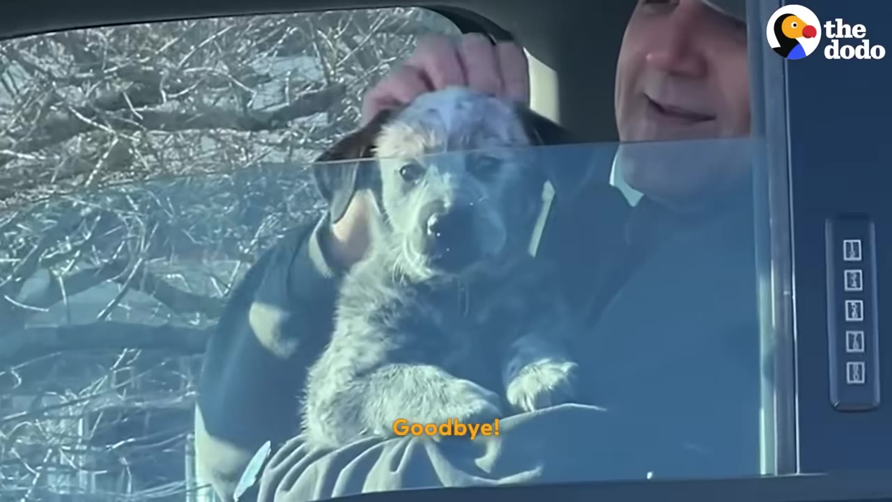 A fluffy grey puppy looks out of a car window as a man holds it and says goodbye.