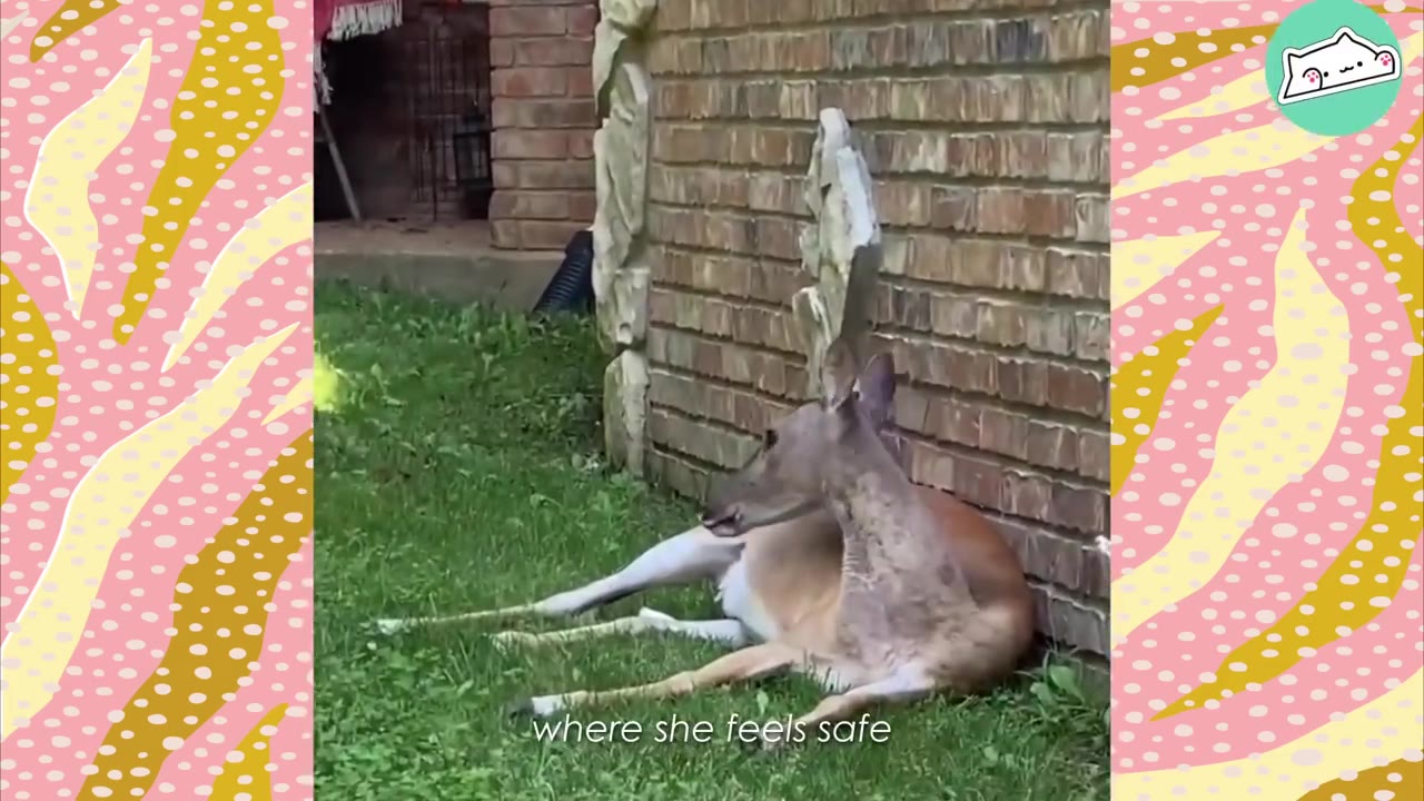 A deer rests comfortably on the grass, leaning against the brick wall of a house.