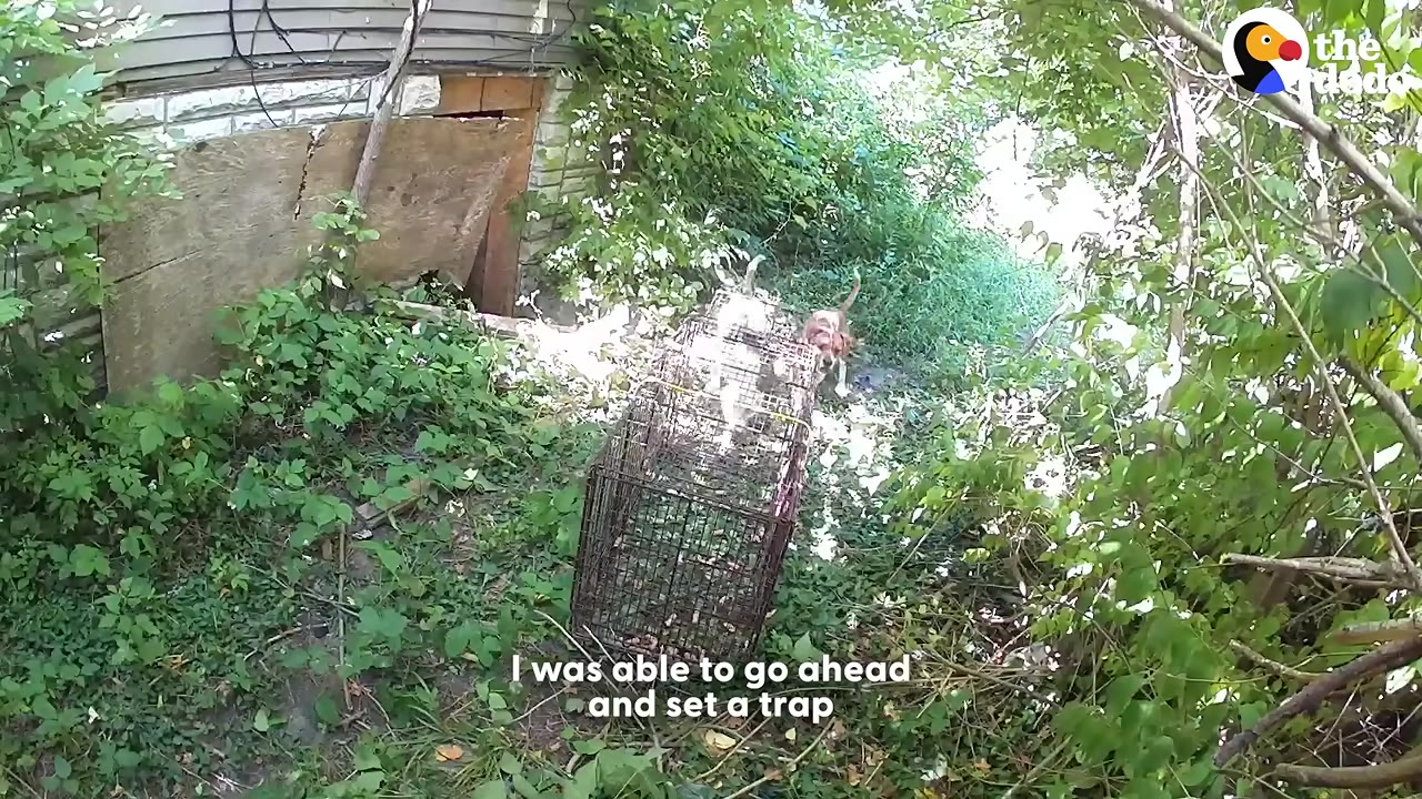 A wire cage trap set up in a grassy, overgrown area next to a building, with a dog approaching the entrance.
