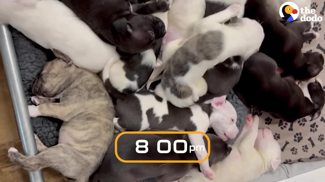 A large group of puppies of various colors sleeping together in a pile.