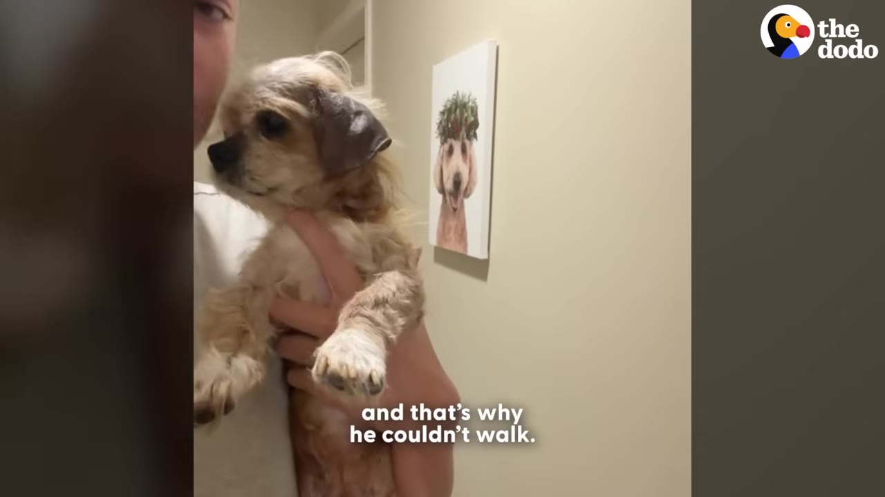 A small, light brown dog is being held in someone's arms indoors, with a caption reading 'and that's why he couldn't walk.'