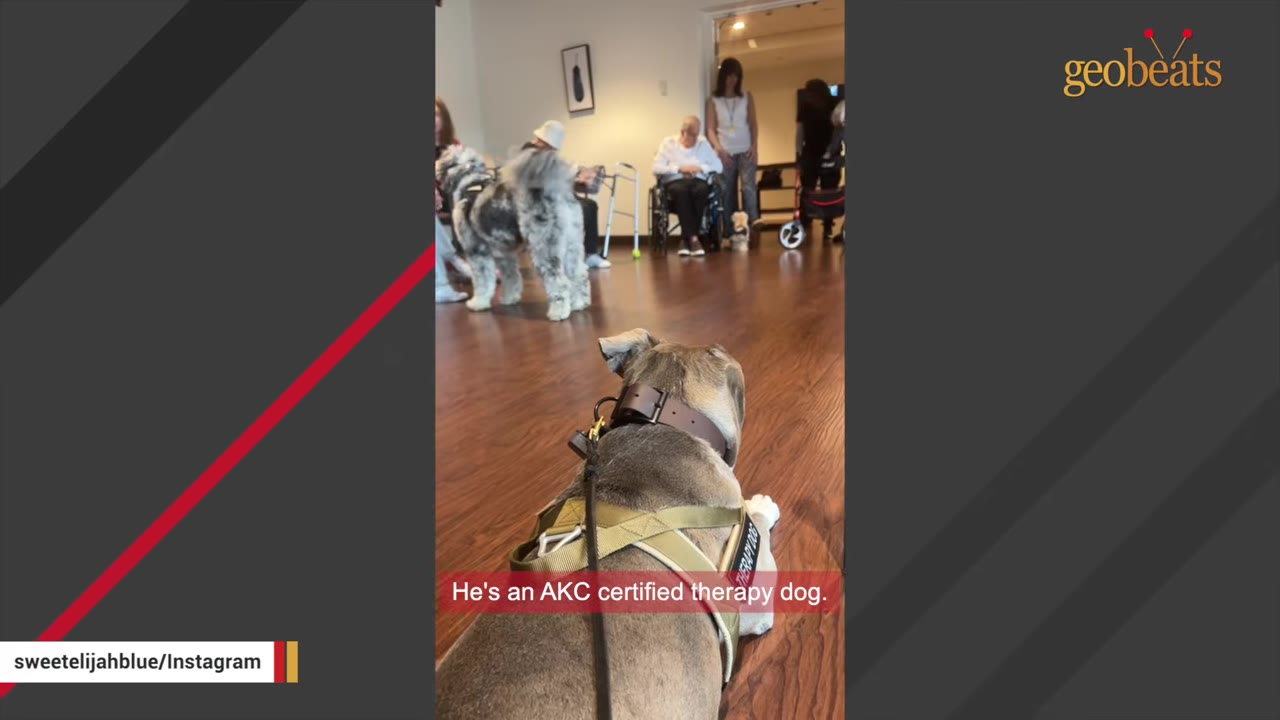 A dog wearing a therapy dog harness lies on a wooden floor, looking towards a group of people and another dog in a room, with a subtitle reading 'He's an AKC certified therapy dog.'