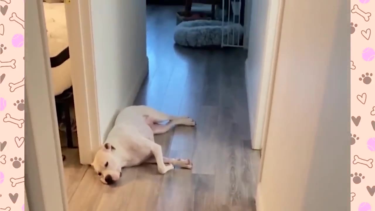 A white dog lies on a wooden floor in a hallway, resting its head near the threshold of a bedroom doorway.