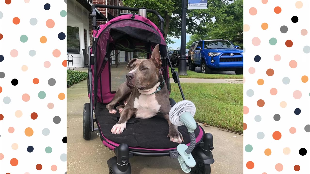 A gray and white pit bull-type dog lies comfortably inside a pink and black pet stroller parked on a sidewalk, with a small white fan attached to the front.