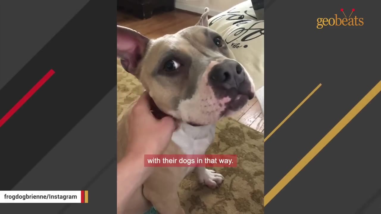A close-up shot of a tan and white pit bull dog looking up with wide eyes as a hand gently pets her under the chin.