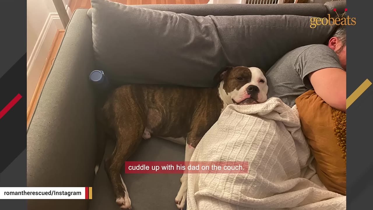 A brindle and white dog lies on a grey couch under a white blanket, resting its head next to a sleeping man.