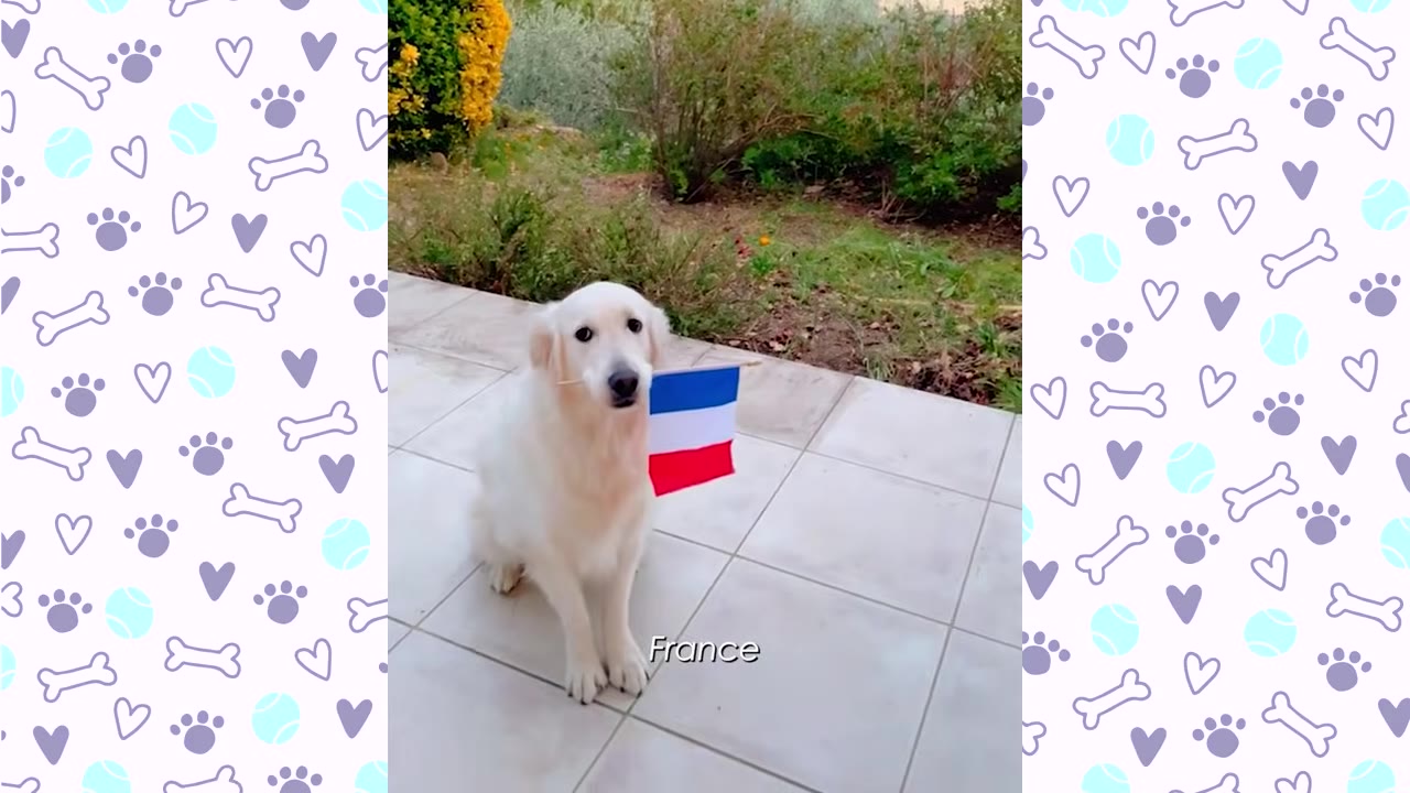 A white golden retriever sits on a tiled patio holding a small French flag in its mouth, with the word 'France' written at the bottom.