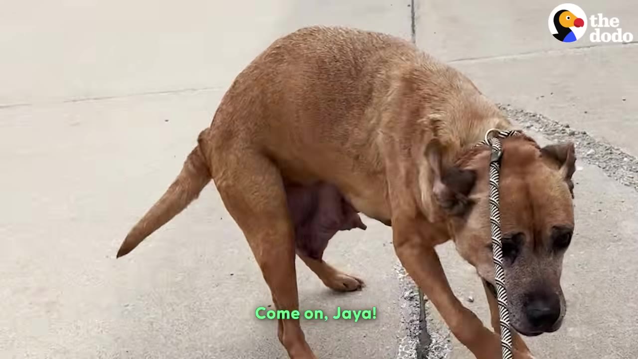 A tan dog named Jaya stands hesitantly on a concrete path, looking down with a cautious posture while wearing a leash.