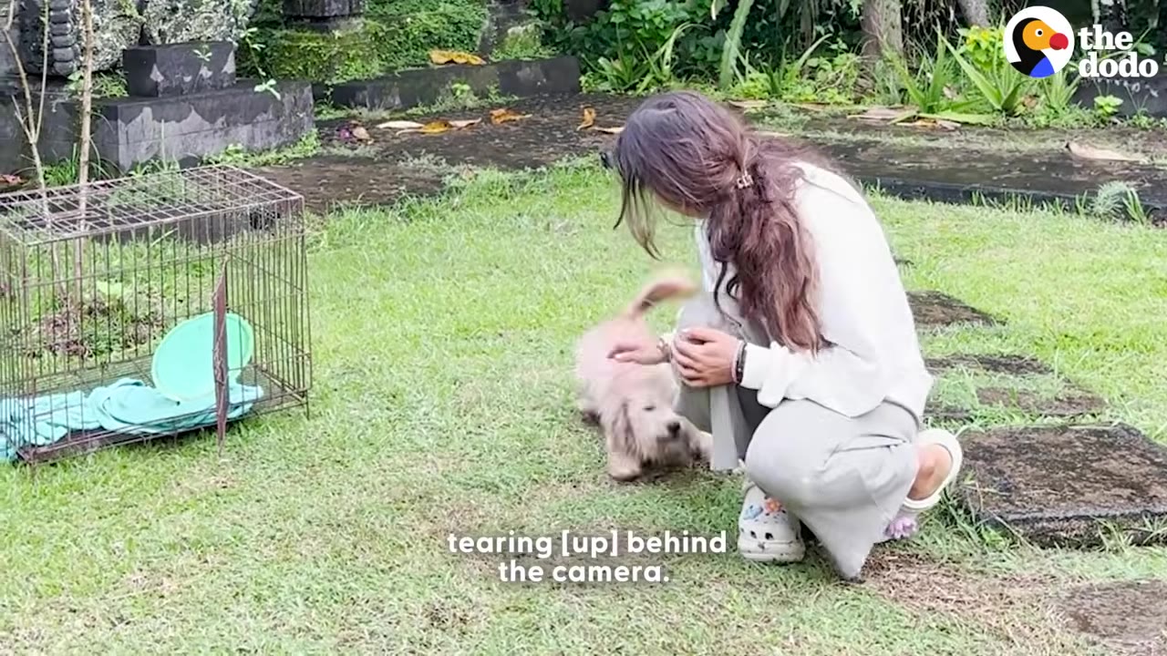 A woman crouching on a grassy lawn next to a wire cage, petting a small light-colored dog that has run up to her.