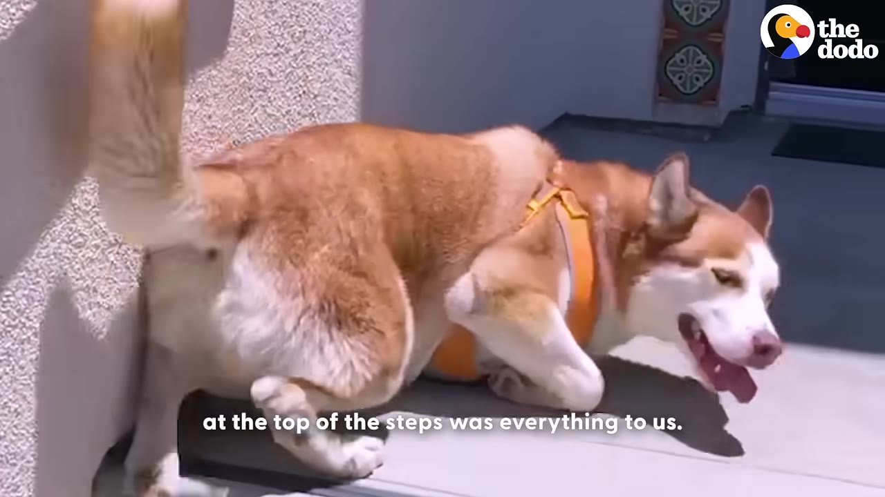 A tan and white dog wearing an orange harness rests happily at the top of a flight of concrete stairs.