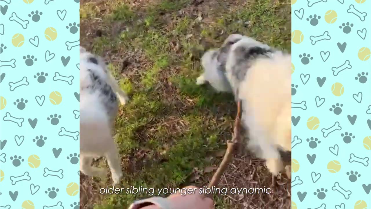 Two fluffy, light-colored puppies with grey and black spots play on a grassy lawn, with one puppy holding a stick in its mouth.
