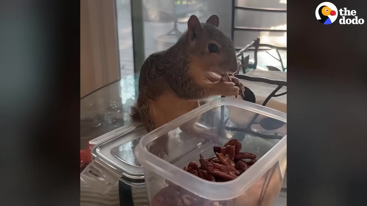 A squirrel sits on a glass table next to an open plastic container of pecans, holding a nut in its paws and eating.