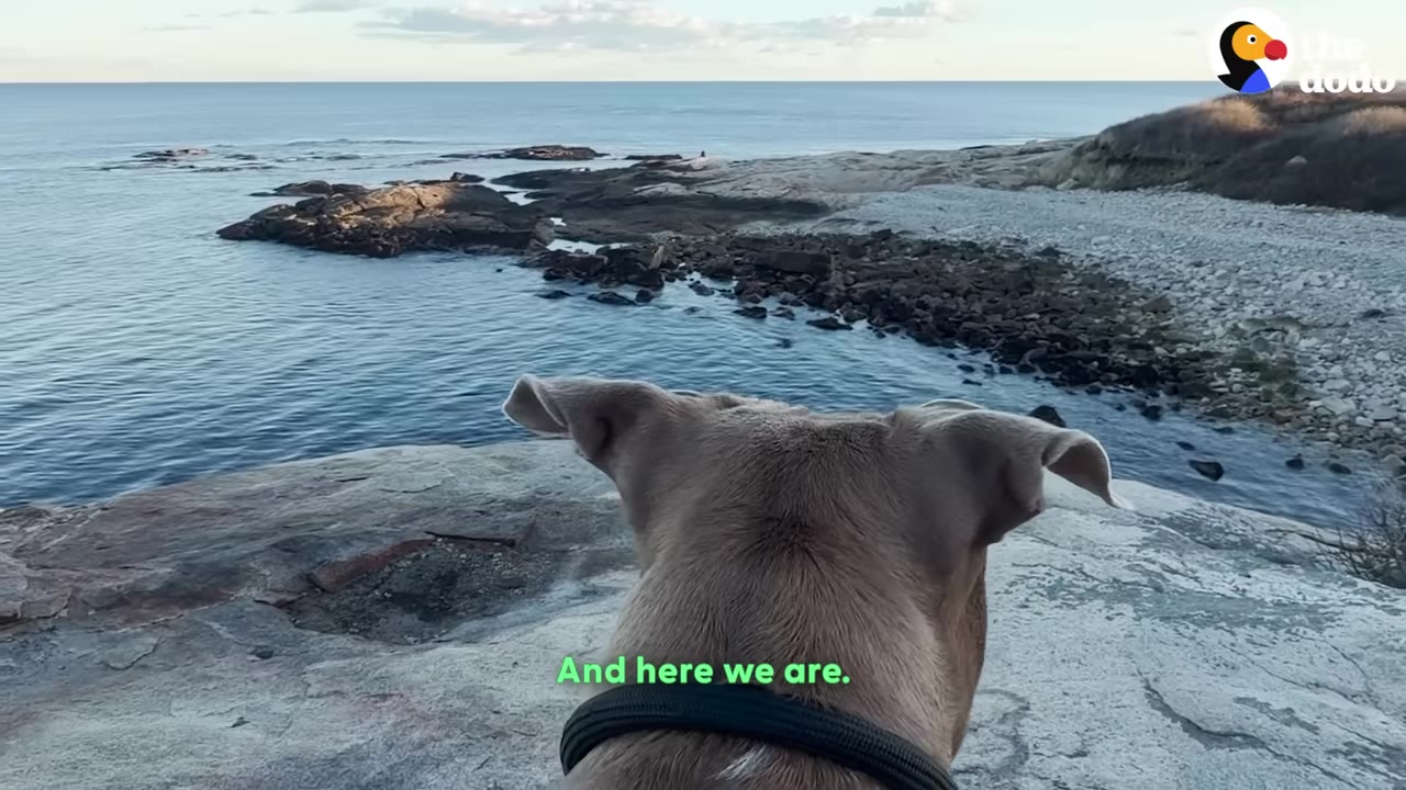 A view from behind a light brown dog looking out over a rocky coastline and calm blue ocean.