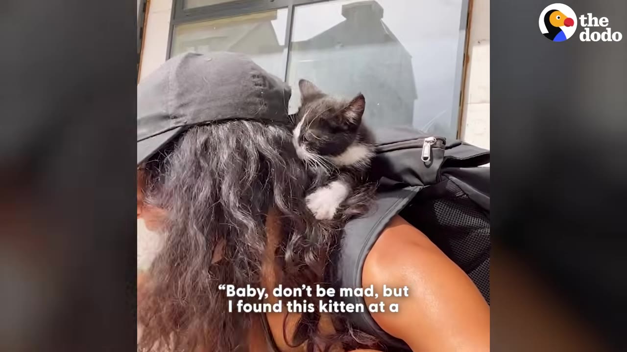 A black and white kitten clings to the long dark hair and shoulder of a person wearing a black cap and backpack, with text overlay reading 'Baby, don't be mad, but I found this kitten at a'.