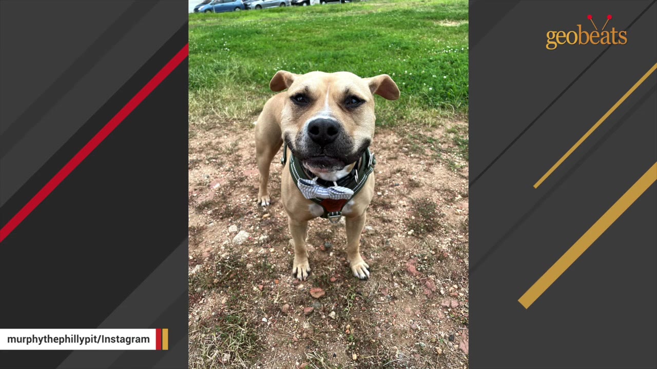 A tan dog wearing a harness with a bow tie stands on a dirt path, looking directly at the camera with its ears sticking out to the sides.