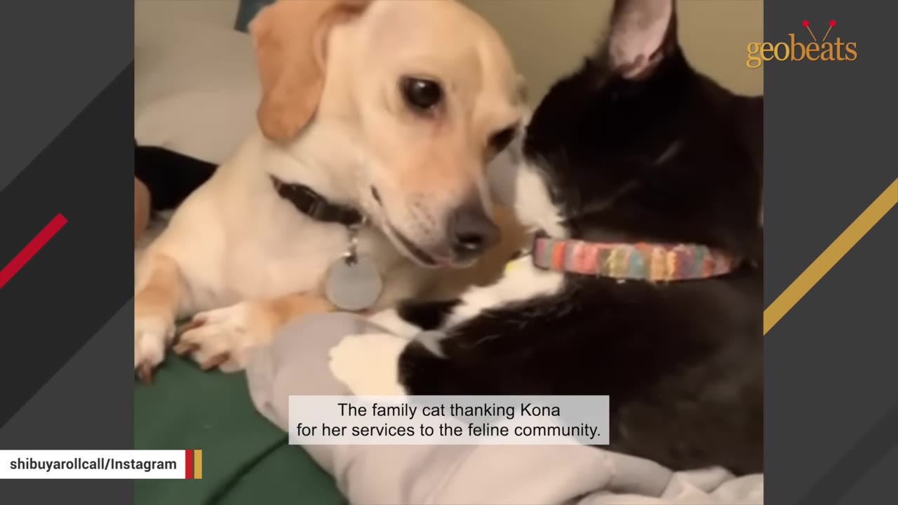 A light brown dog wearing a collar looks affectionately at a black and white cat wearing a colorful collar.