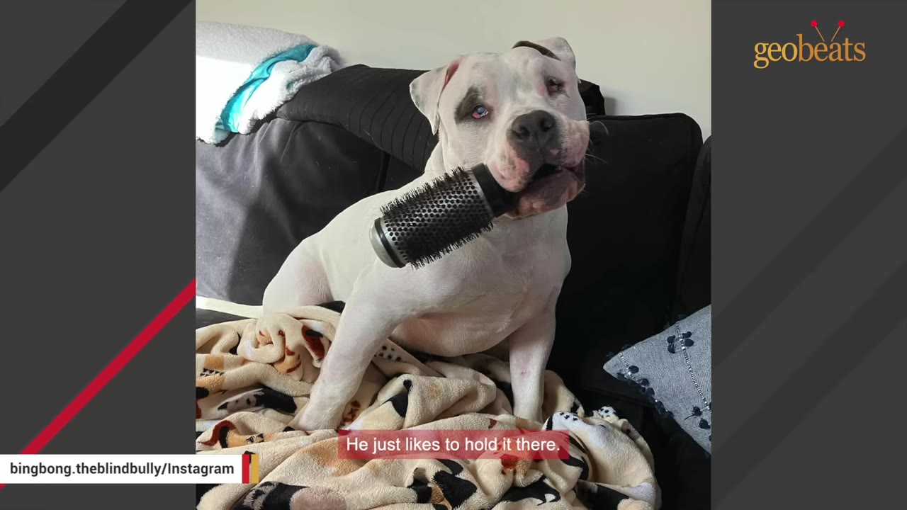 A white dog sitting on a couch with a round hairbrush held in its mouth.
