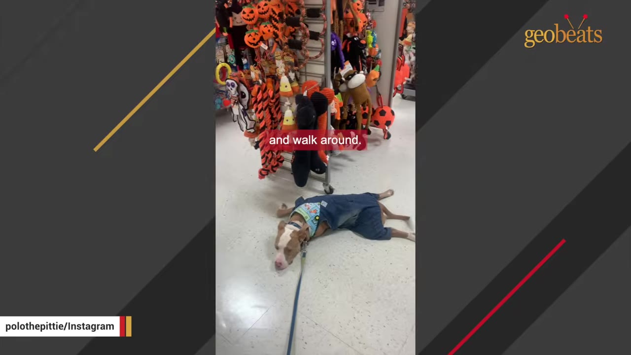 A pit bull named Polo wearing denim overalls lies down on the floor of a pet store next to displays of dog toys.