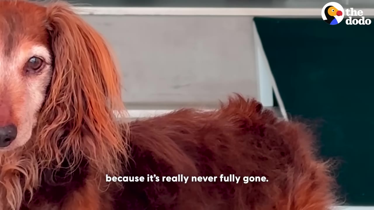 A close-up of a senior long-haired dachshund with a graying face, looking towards the camera.