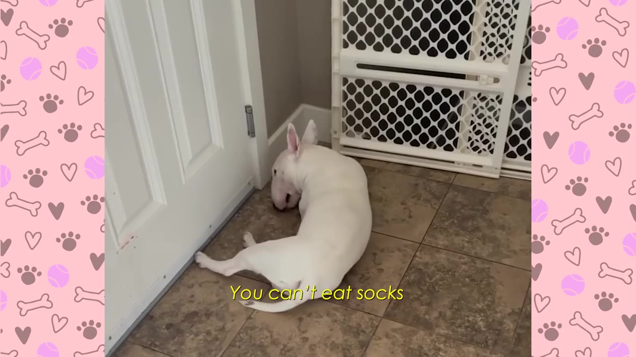 A white Bull Terrier lying on a tiled floor next to a white door, with yellow subtitle text that reads 'You can't eat socks'.