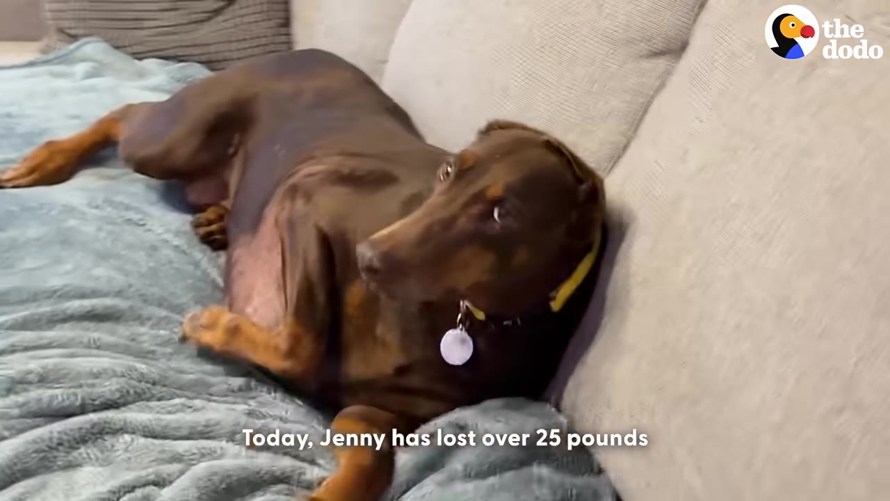 A brown Doberman named Jenny lies comfortably on a grey couch with a blue blanket, looking slim and healthy.