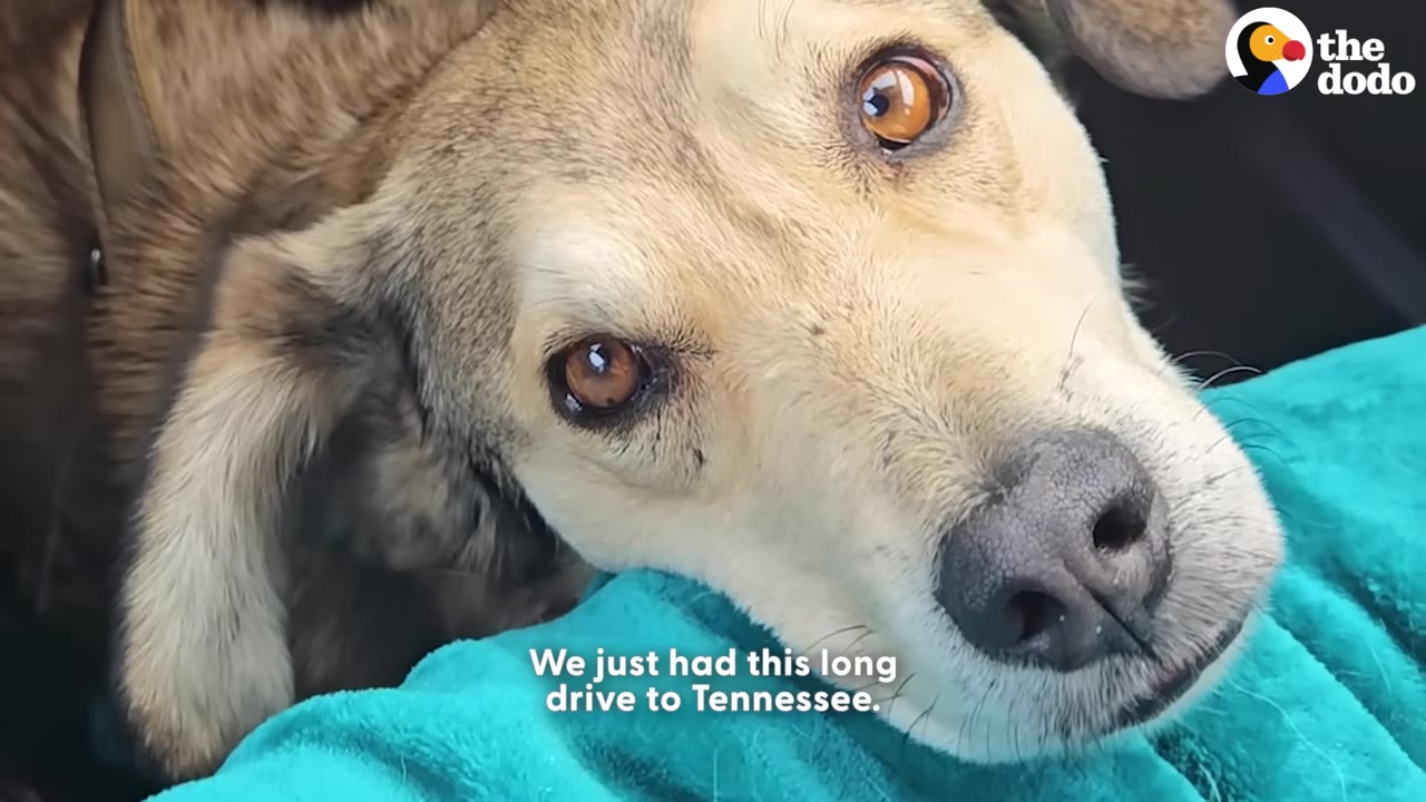 A close-up of a light brown and grey dog resting its head on a bright teal blanket, looking directly at the camera with expressive brown eyes.
