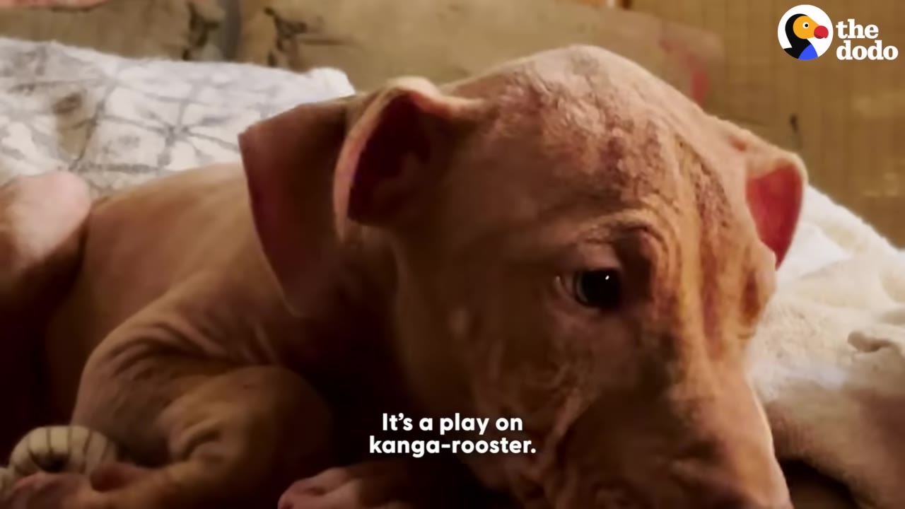 A close-up of a light brown, short-haired puppy looking off-camera with text overlay reading 'It's a play on kanga-rooster.'