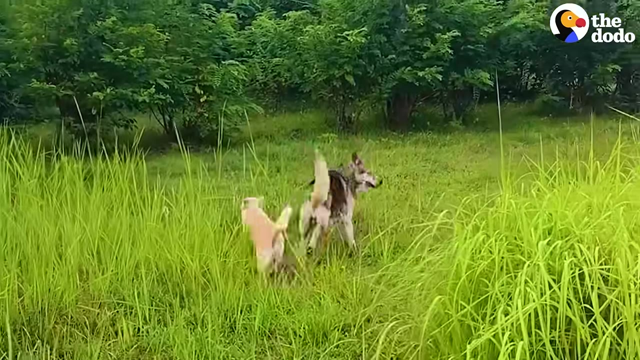 Two dogs running and playing together in a lush, green grassy field surrounded by trees.