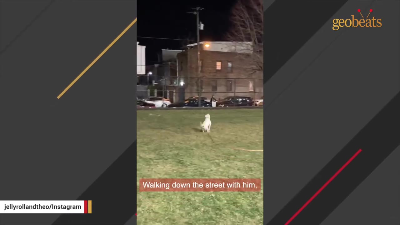 A small white dog walks on a grassy field at night with neighborhood buildings and parked cars in the background.