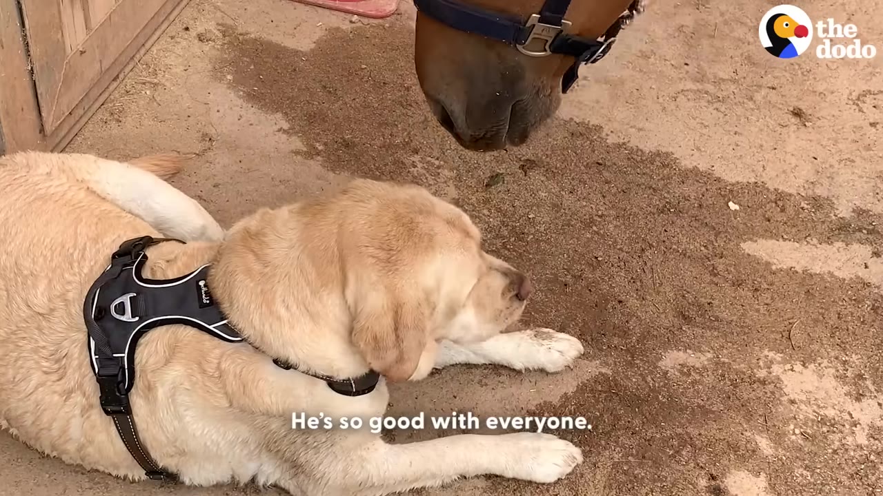 A yellow Labrador retriever wearing a black harness lies on the ground, looking up at a horse's nose.