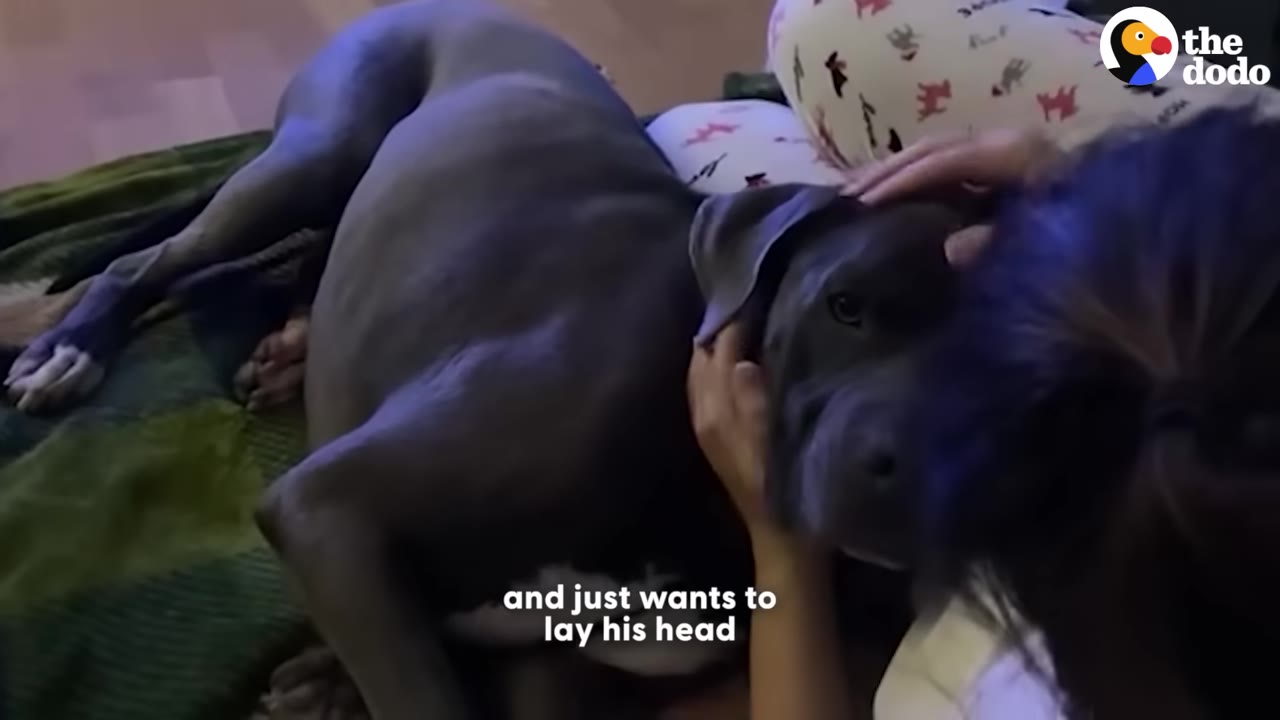 A grey dog lies on a blanket while a person gently pets his head.