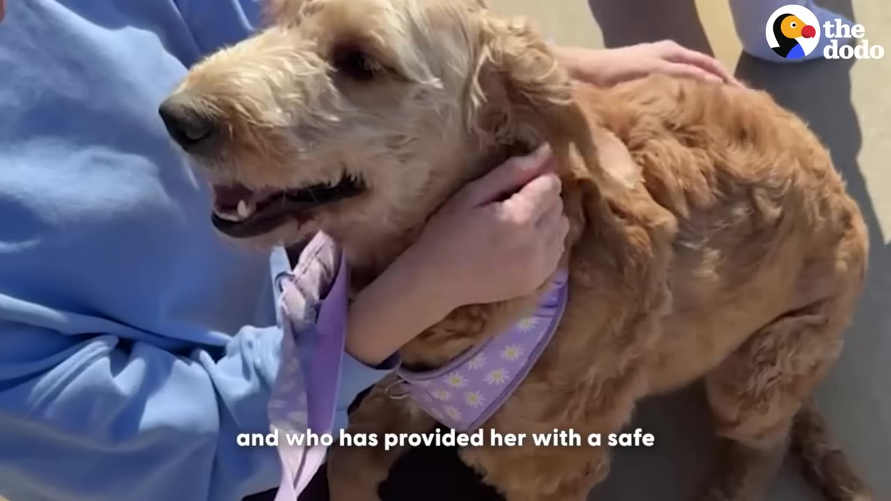 A happy golden-colored dog wearing a purple floral harness is being petted by a person in a light blue shirt.