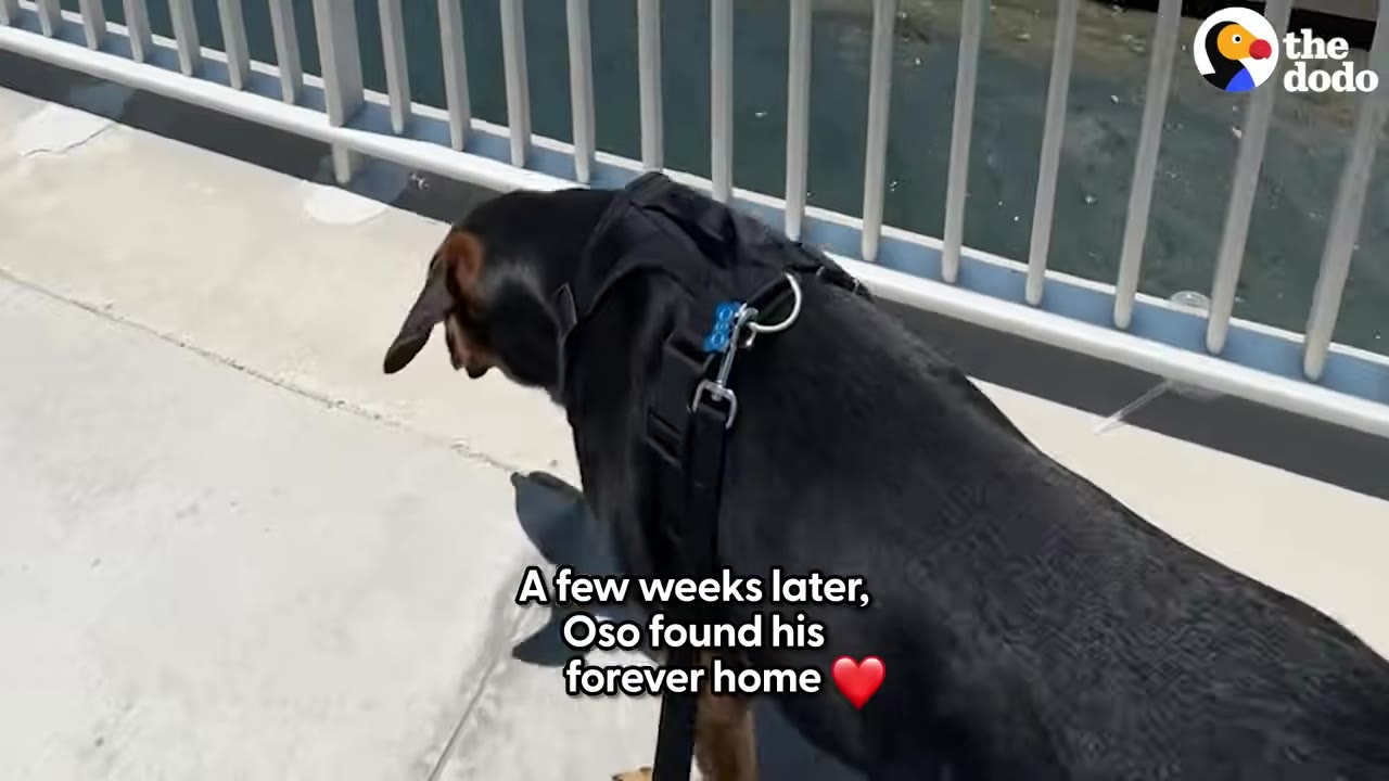 A black dog wearing a harness walks along a concrete path next to a metal railing.