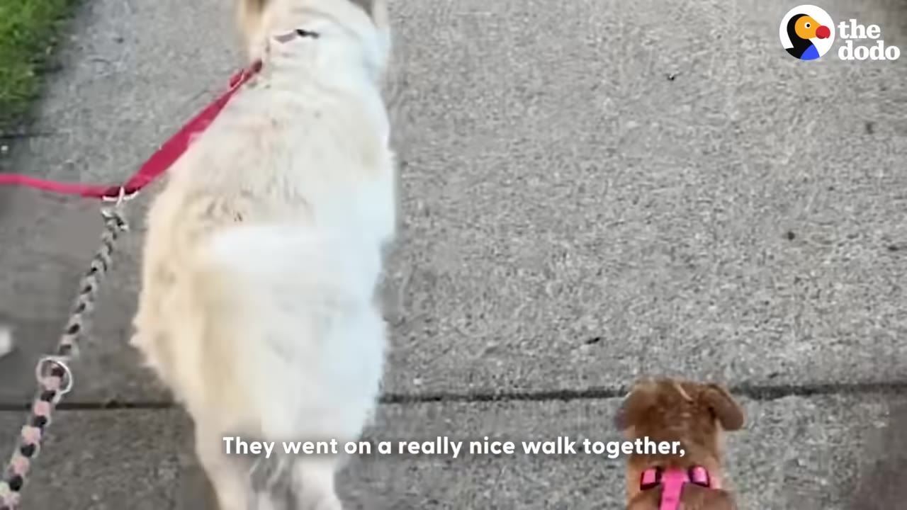 A fluffy white dog and a small brown dog with a pink harness walking side-by-side on a concrete sidewalk.