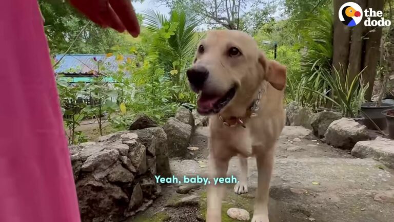 Georgia Rescue Dog Looked Like A Skeleton Until A Shocking Discovery Changed Everything