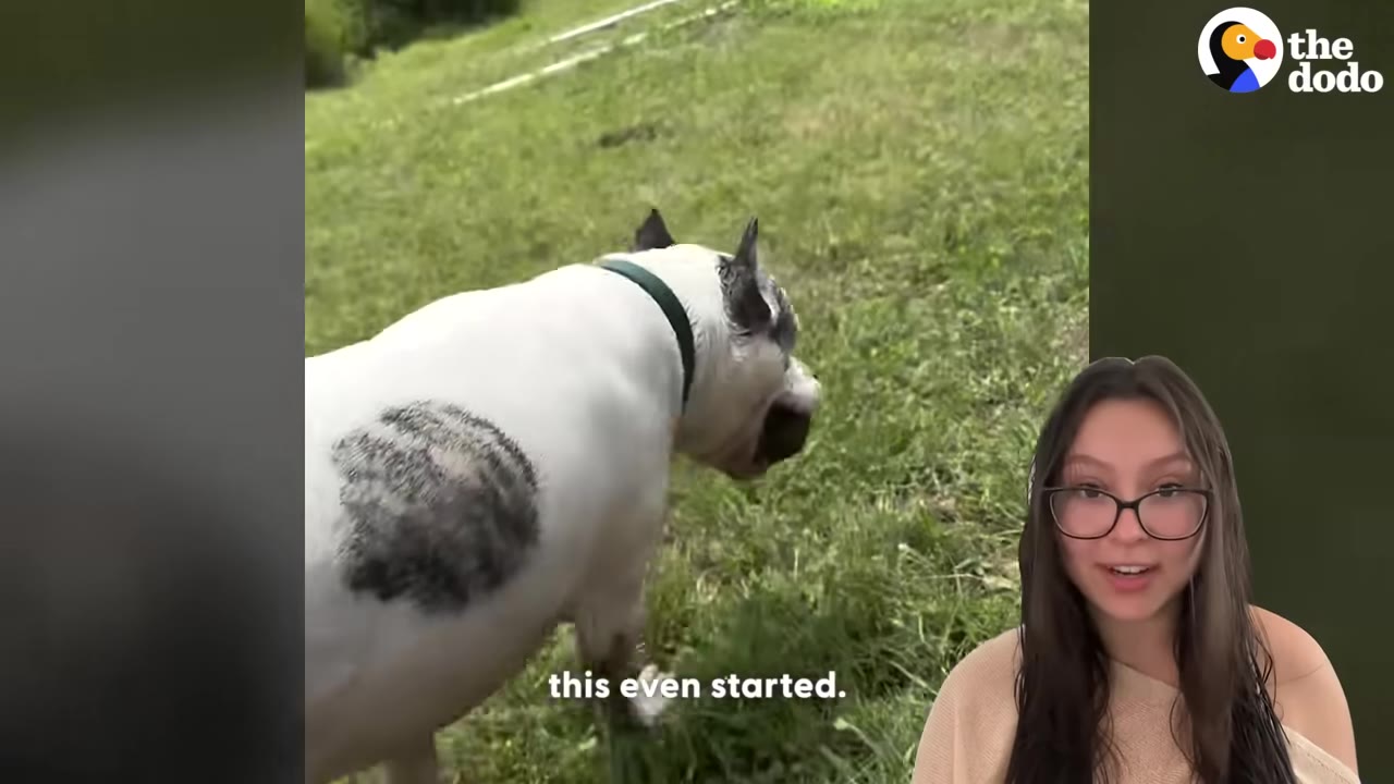 A white dog with a black patch on its side walks on green grass, with a woman wearing glasses in a picture-in-picture frame on the right.