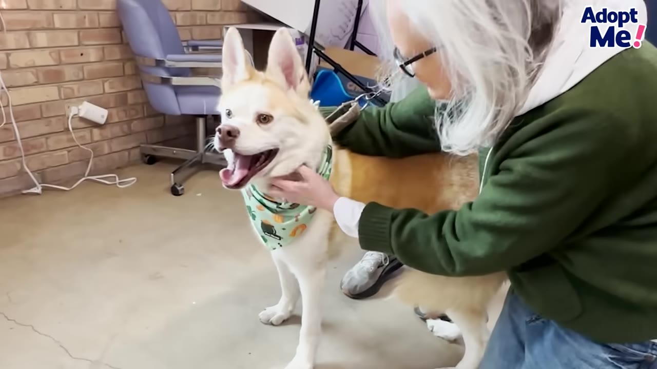 A woman with long white hair and glasses kneels to pet a light-colored dog with pointed ears wearing a green patterned bandana.