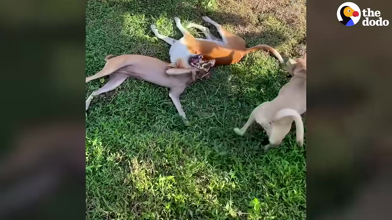 Three dogs playing playfully together on a green grassy lawn.