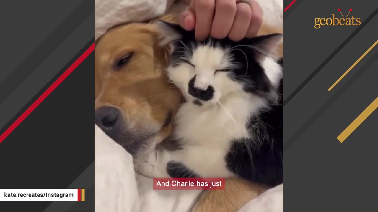 A black and white cat with a mustache-like marking on its nose snuggles closely with a golden retriever dog while being gently petted.