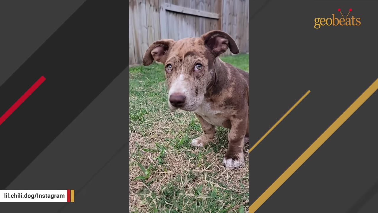 A close-up shot of a brown and tan merle puppy standing on green grass in front of a wooden fence.