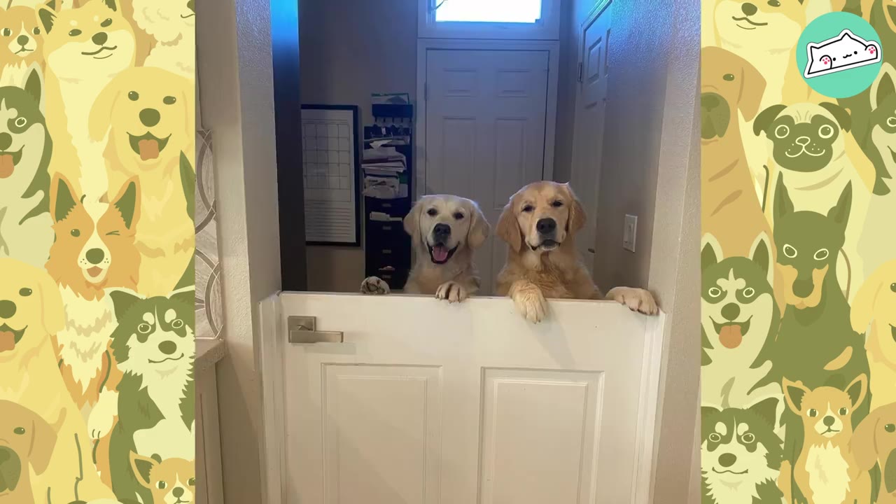 Two golden retrievers peer over a white half-door inside a home.